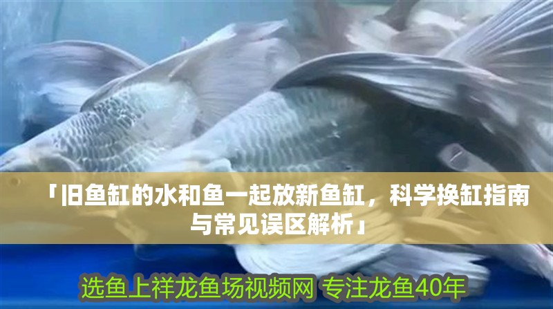 「舊魚缸的水和魚一起放新魚缸，科學換缸指南與常見誤區解析」