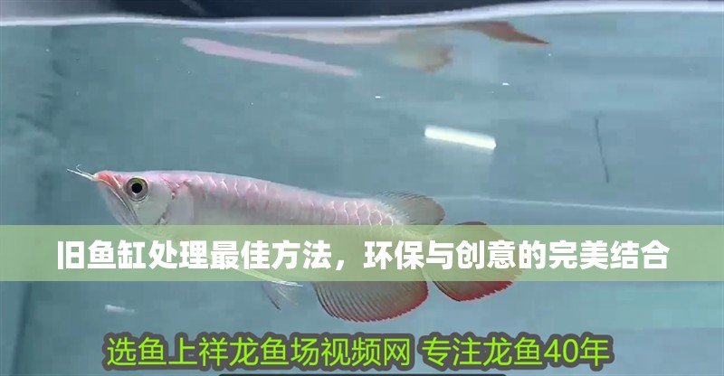 舊魚缸處理最佳方法，環保與創意的完美結合