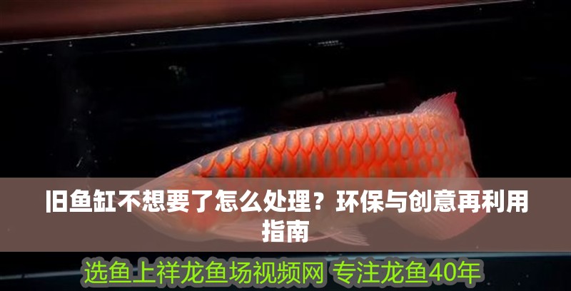 舊魚缸不想要了怎么處理？環(huán)保與創(chuàng)意再利用指南