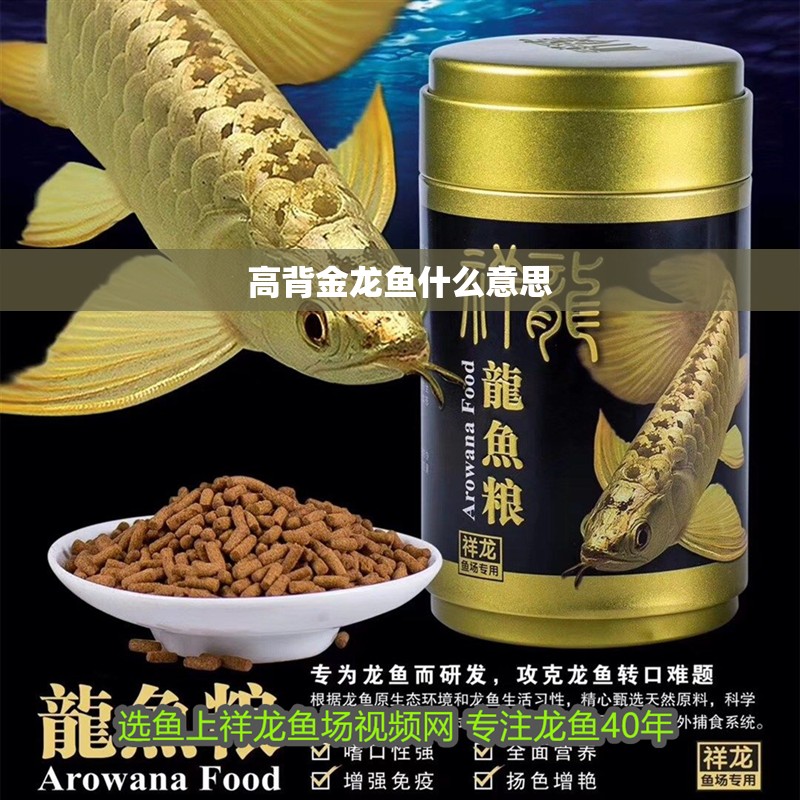 高背金龍魚什么意思