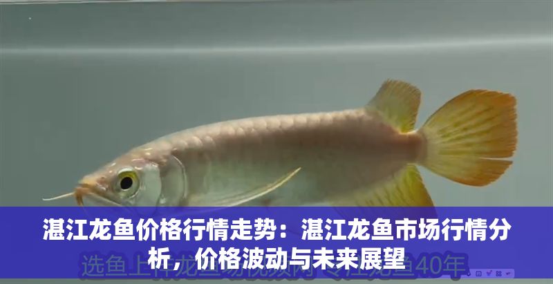 湛江龍魚價(jià)格行情走勢(shì)：湛江龍魚市場(chǎng)行情分析，價(jià)格波動(dòng)與未來展望
