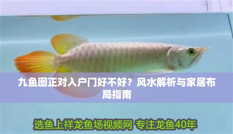 九魚圖正對入戶門好不好？風水解析與家居布局指南