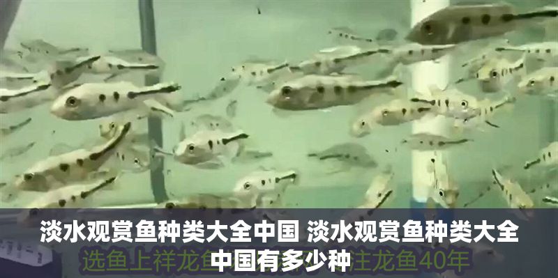 淡水觀賞魚種類大全中國(guó) 淡水觀賞魚種類大全中國(guó)有多少種