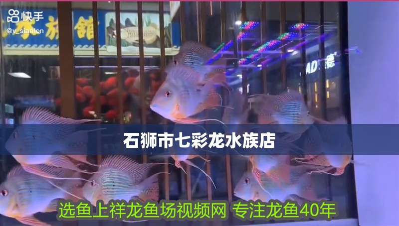 石獅市七彩龍水族店