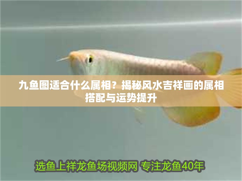 九魚圖適合什么屬相？揭秘風水吉祥畫的屬相搭配與運勢提升