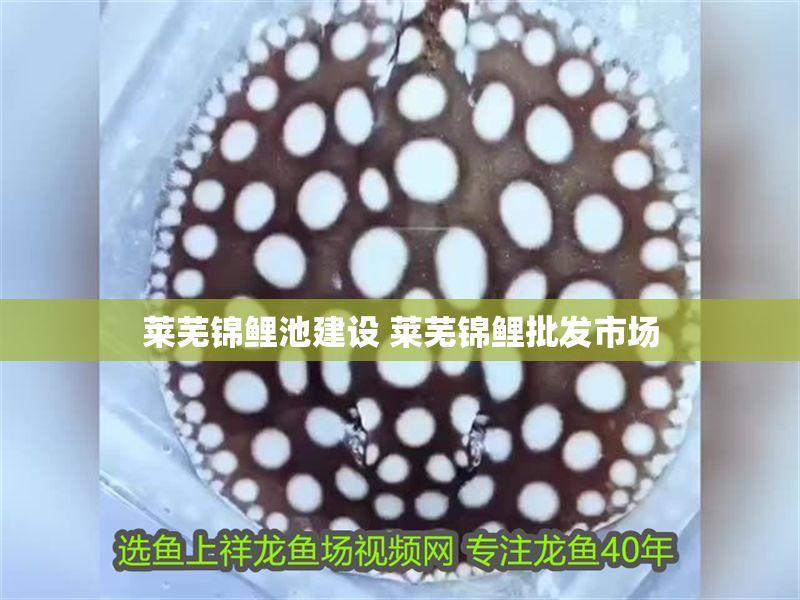 萊蕪錦鯉池建設(shè) 萊蕪錦鯉批發(fā)市場 萊蕪錦鯉池建設(shè) 萊蕪錦鯉批發(fā)市場 龍魚百科 第1張