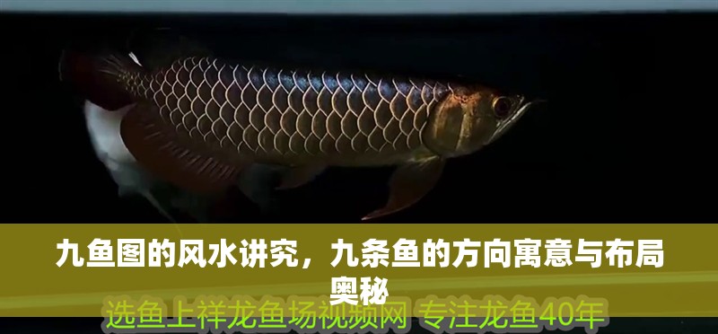 九魚圖的風水講究，九條魚的方向寓意與布局奧秘