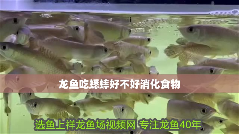 龍魚吃蟋蟀好不好消化食物