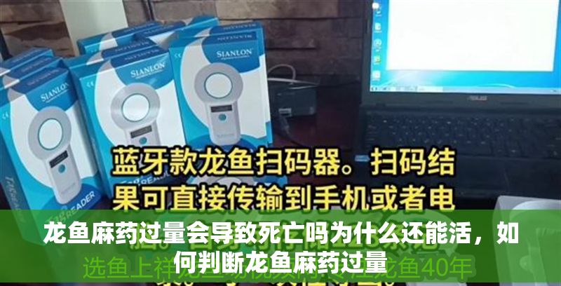 龍魚麻藥過量會導致死亡嗎為什么還能活，如何判斷龍魚麻藥過量