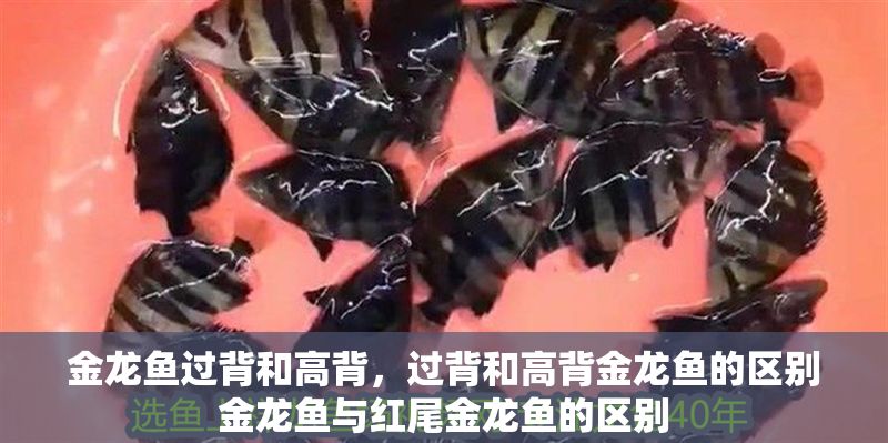 金龍魚過背和高背，過背和高背金龍魚的區別金龍魚與紅尾金龍魚的區別