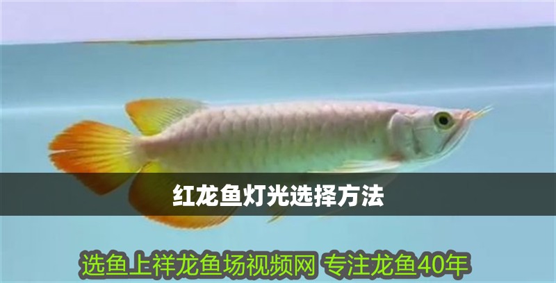 紅龍魚燈光選擇方法