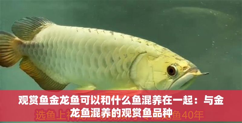 觀賞魚金龍魚可以和什么魚混養(yǎng)在一起：與金龍魚混養(yǎng)的觀賞魚品種