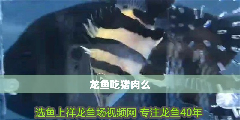 龍魚吃豬肉么