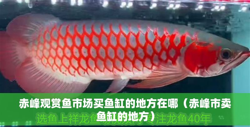 赤峰觀賞魚市場買魚缸的地方在哪（赤峰市賣魚缸的地方）