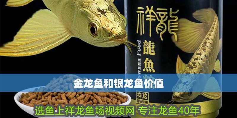 金龍魚和銀龍魚價值