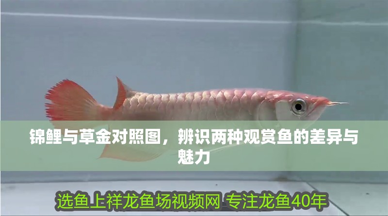 錦鯉與草金對照圖，辨識兩種觀賞魚的差異與魅力
