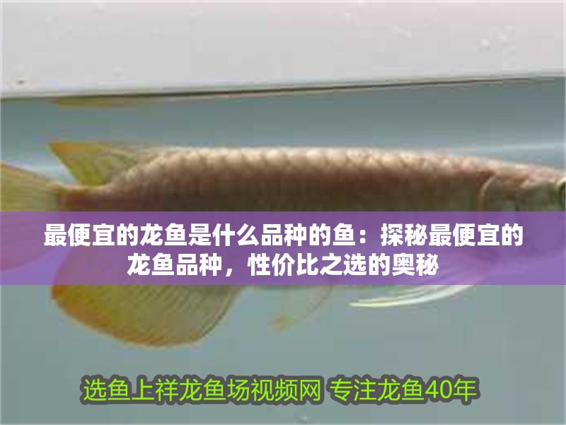 最便宜的龍魚是什么品種的魚：探秘最便宜的龍魚品種，性價比之選的奧秘