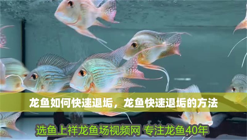 龍魚如何快速退垢，龍魚快速退垢的方法