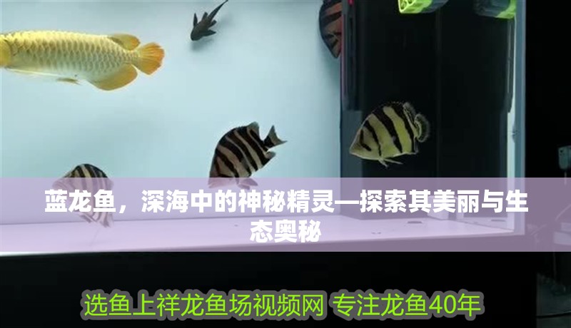 藍龍魚，深海中的神秘精靈—探索其美麗與生態奧秘