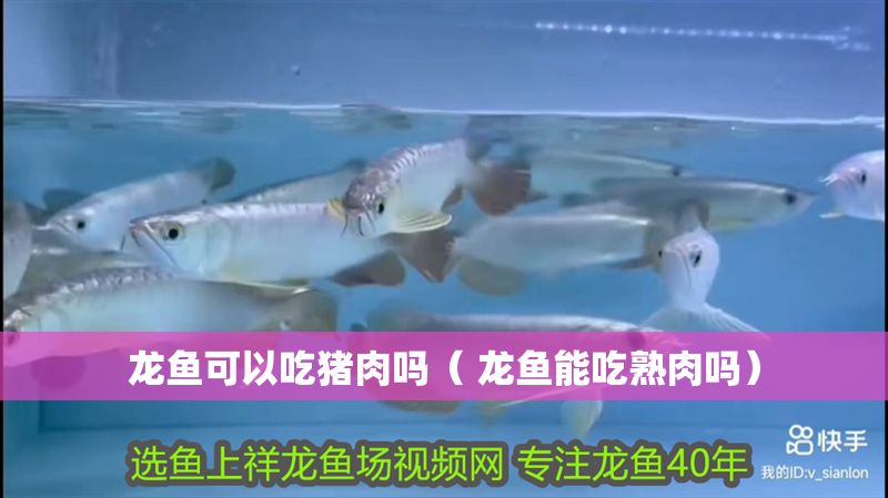 龍魚可以吃豬肉嗎（ 龍魚能吃熟肉嗎）