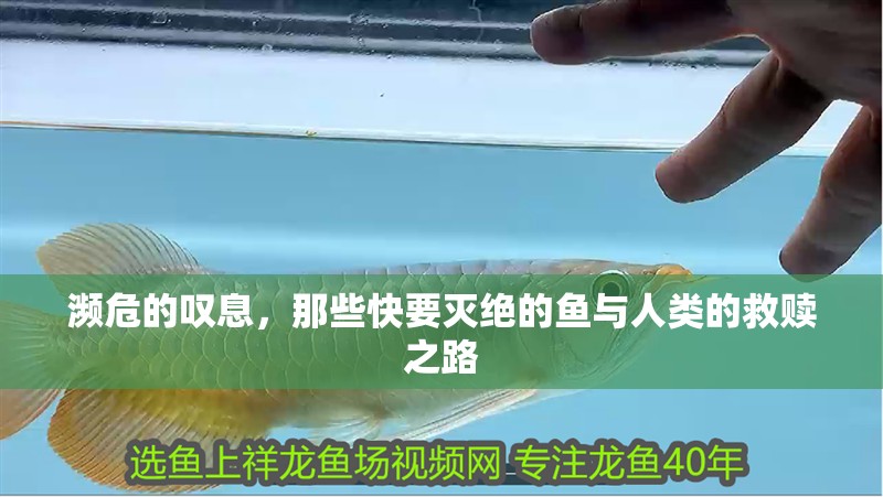 瀕危的嘆息，那些快要滅絕的魚與人類的救贖之路