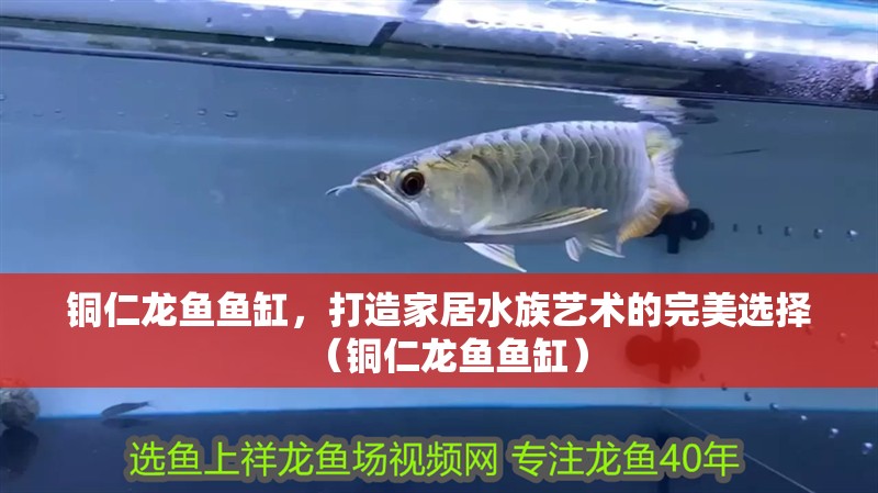 銅仁龍魚魚缸，打造家居水族藝術的完美選擇（銅仁龍魚魚缸）