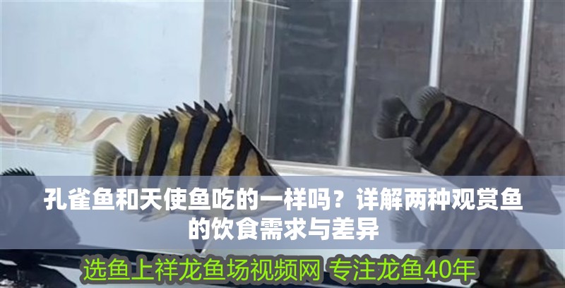 孔雀魚和天使魚吃的一樣嗎？詳解兩種觀賞魚的飲食需求與差異