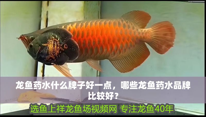 龍魚(yú)藥水什么牌子好一點(diǎn)，哪些龍魚(yú)藥水品牌比較好？