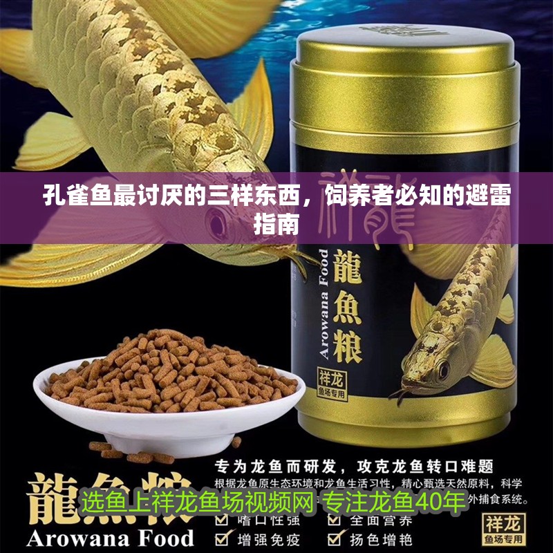 孔雀魚最討厭的三樣東西，飼養者必知的避雷指南