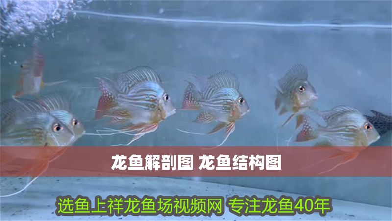 龍魚解剖圖 龍魚結構圖