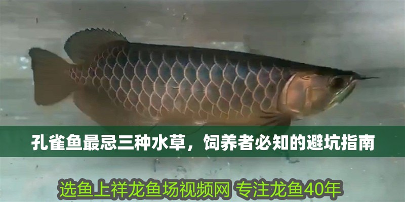詳細閱讀:孔雀魚最忌三種水草,飼養者必知的避坑指南 孔雀魚最忌三種水草,飼養者必知的避坑指南