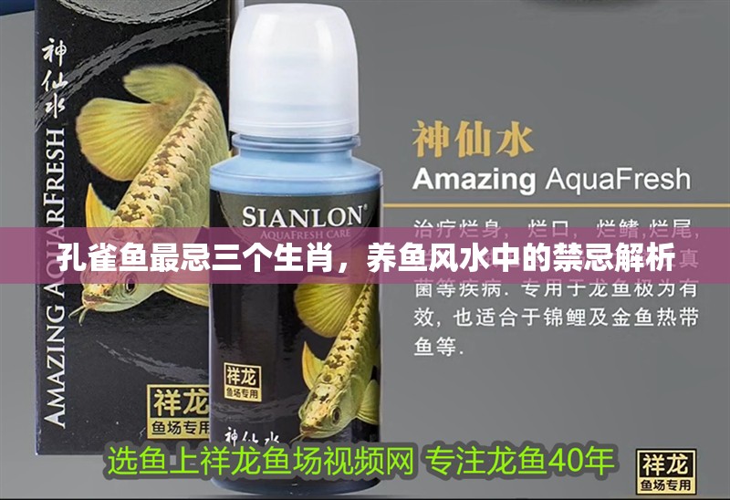 孔雀魚最忌三個生肖，養魚風水中的禁忌解析