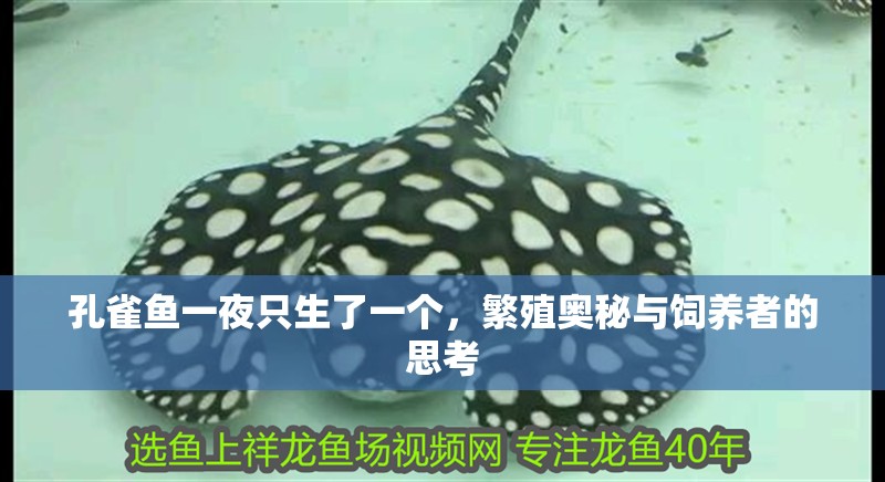 孔雀魚一夜只生了一個，繁殖奧秘與飼養(yǎng)者的思考