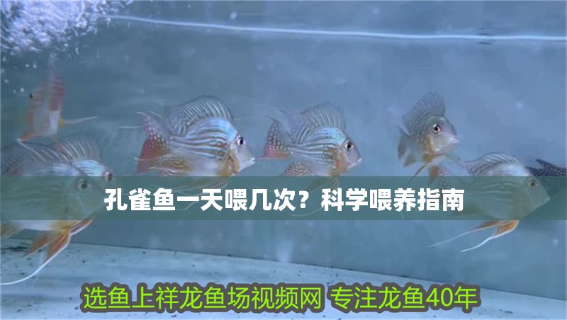 孔雀魚一天喂幾次？科學喂養指南