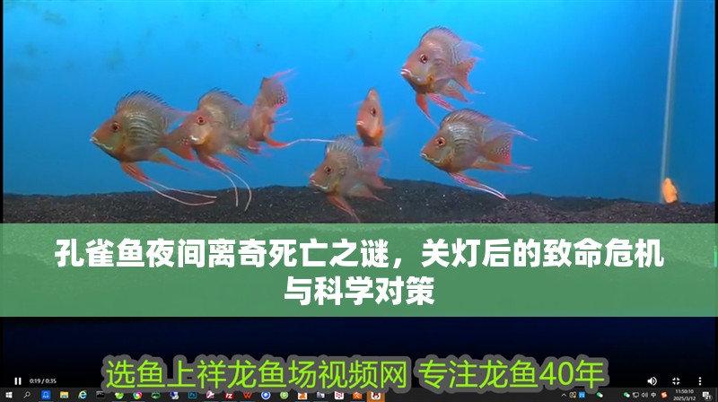 孔雀魚夜間離奇死亡之謎，關燈后的致命危機與科學對策
