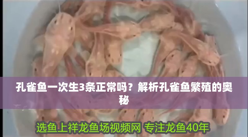 孔雀魚一次生3條正常嗎？解析孔雀魚繁殖的奧秘 孔雀魚一次生3條正常嗎？解析孔雀魚繁殖的奧秘 龍魚百科 第1張