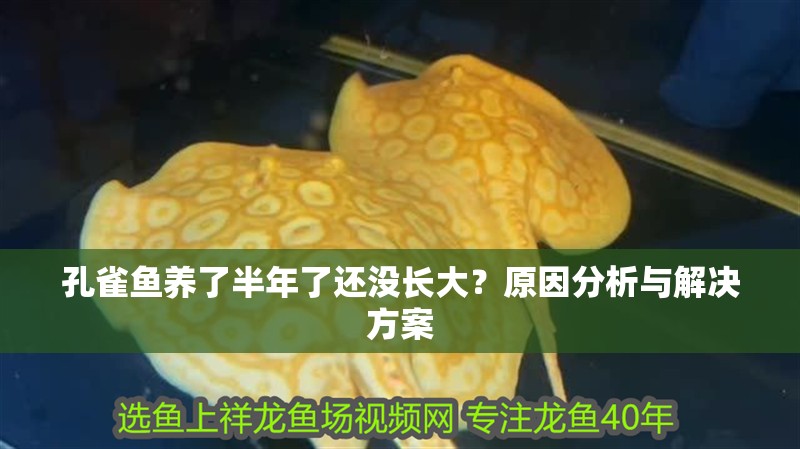 孔雀魚養了半年了還沒長大？原因分析與解決方案