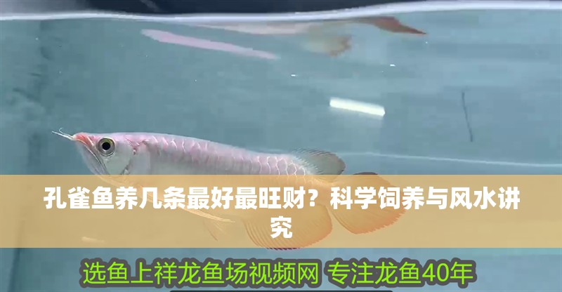 孔雀魚養(yǎng)幾條最好最旺財？科學飼養(yǎng)與風水講究