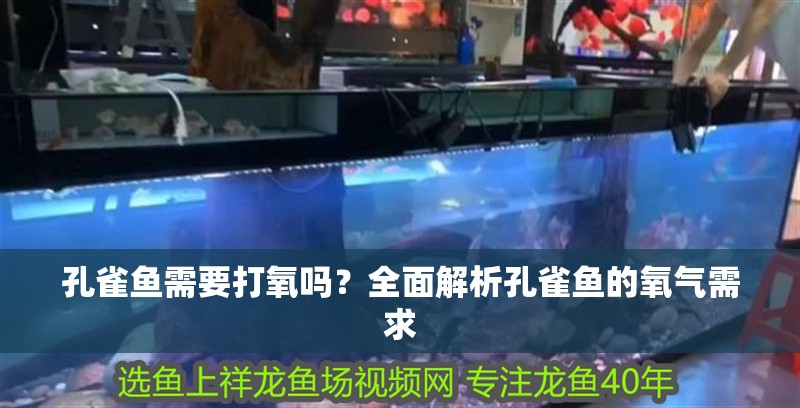 孔雀魚(yú)需要打氧嗎？全面解析孔雀魚(yú)的氧氣需求