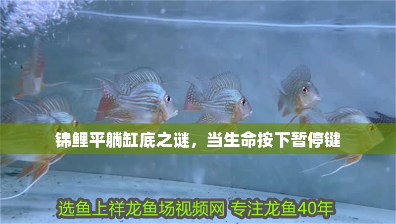 錦鯉平躺缸底之謎，當生命按下暫停鍵