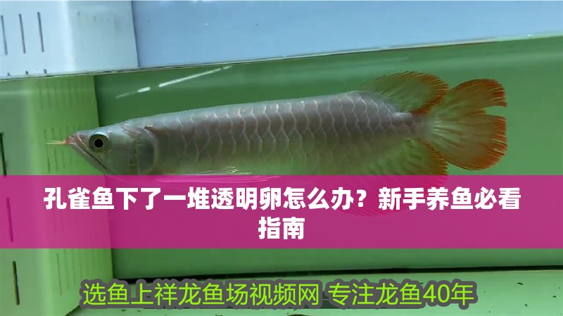 孔雀魚下了一堆透明卵怎么辦？新手養魚必看指南