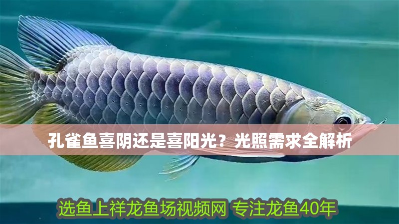 孔雀魚喜陰還是喜陽光？光照需求全解析