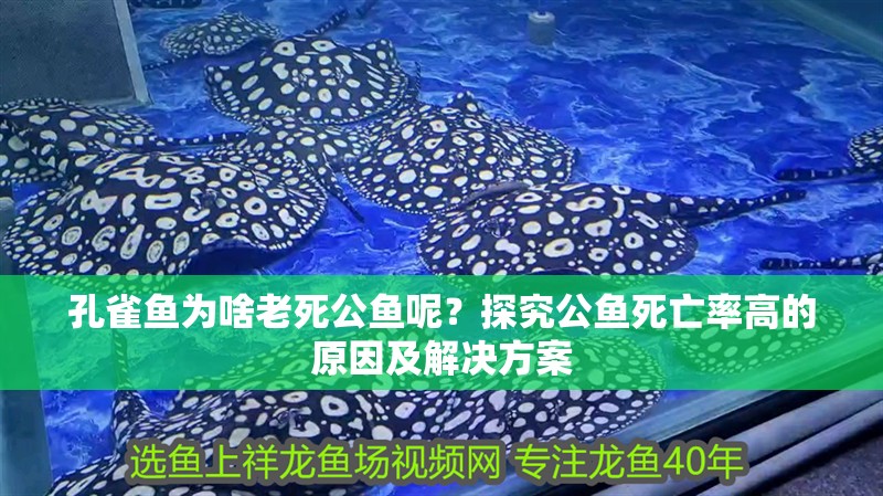 孔雀魚為啥老死公魚呢？探究公魚死亡率高的原因及解決方案