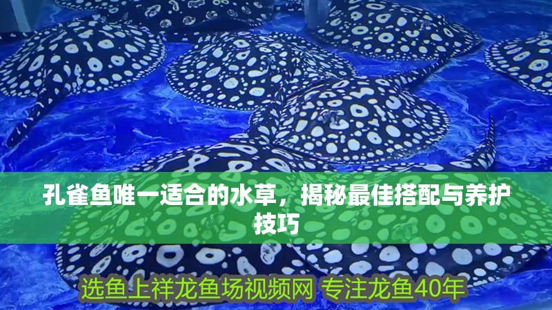 孔雀魚唯一適合的水草，揭秘最佳搭配與養護技巧
