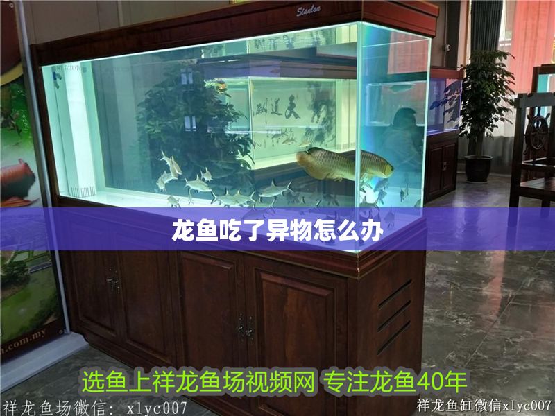 龍魚吃了異物怎么辦