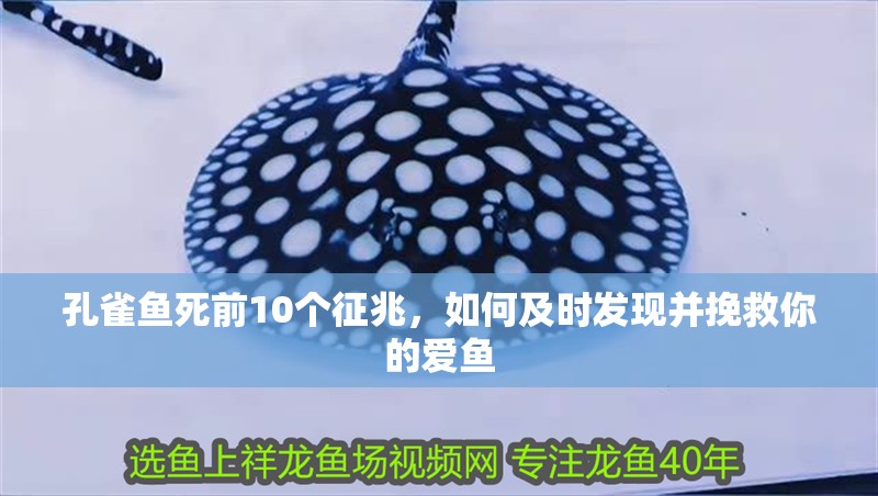 孔雀魚(yú)死前10個(gè)征兆，如何及時(shí)發(fā)現(xiàn)并挽救你的愛(ài)魚(yú)