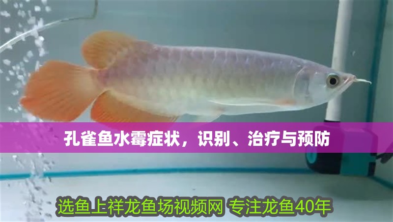 孔雀魚水霉癥狀，識別、治療與預防