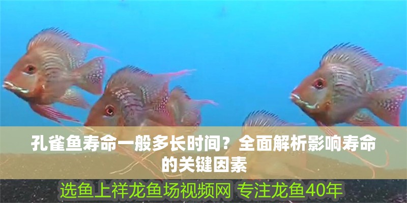 孔雀魚壽命一般多長時(shí)間？全面解析影響壽命的關(guān)鍵因素