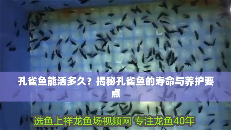 孔雀魚能活多久？揭秘孔雀魚的壽命與養護要點