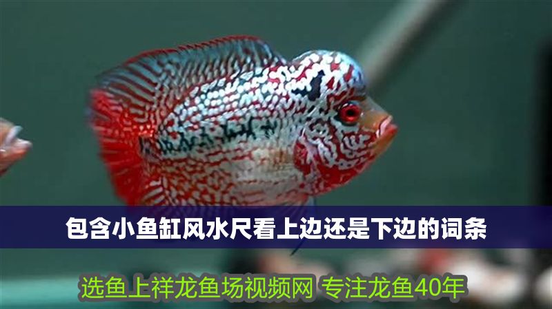 包含小魚缸風(fēng)水尺看上邊還是下邊的詞條